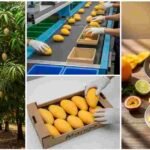 how is mango packaged