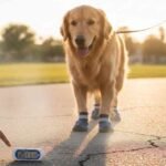 Are Dog Shoes for Hot Pavement a Summer Essential?